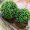 Liberty Floral Faux Plants | 5" Thyme Ball