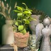 Regency Floral Decor | Clay Pot With Herbs