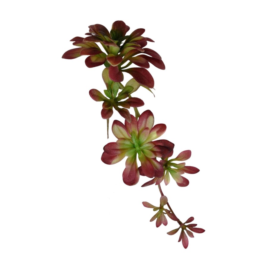 Direct Export Co. Picks | Succulent Hanging Pick