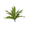 CRI Spring Picks | Medium Boston Fern