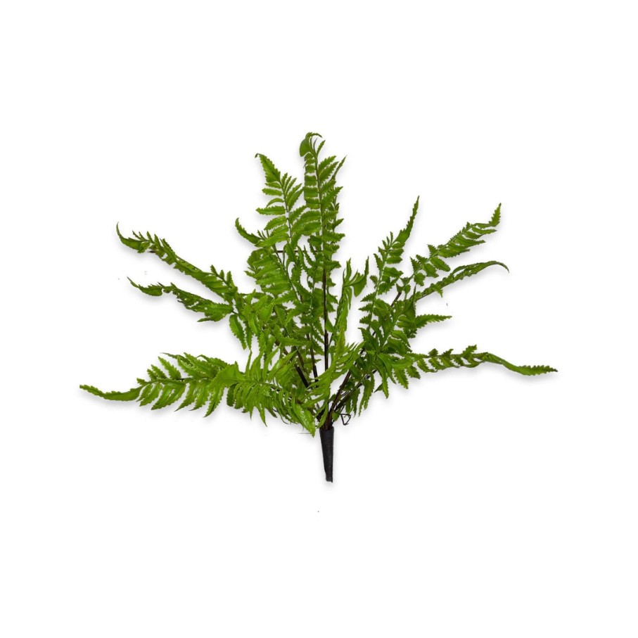 CRI Spring Picks | Medium Boston Fern