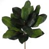 Craig Bachman Floral | Magnolia Leaf Bush Pick