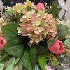 CRI Spring | Blush And Green Hydrangea Bush