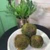 CRI Greenery | Moss Orb 5"