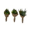 CRI Table Decor | Succulent Bouquet Three Piece Set