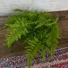 CRI Spring | Medium Boston Fern