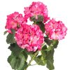 CRI Floral Decor | Geranium Bundle, Dark Pink