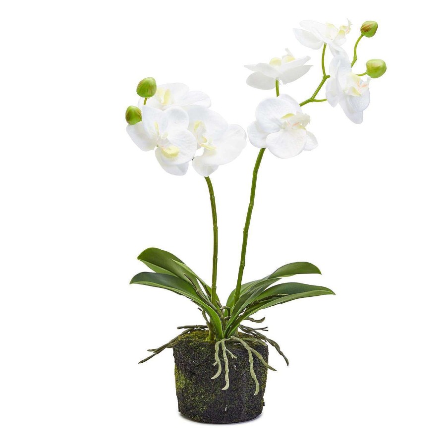 Two's Company Spring | White Butterfly Orchid