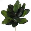 Craig Bachman Greenery | Magnolia Leaf Bush Pick