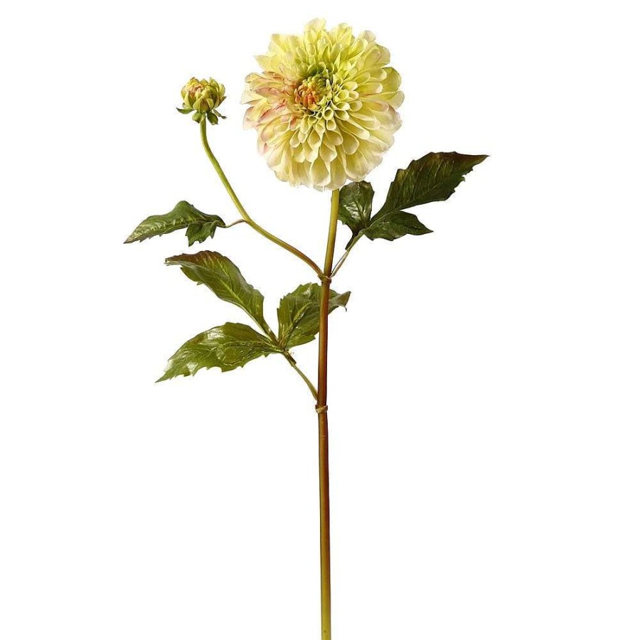 Winward Stems | Dahlia Stem, Light Green