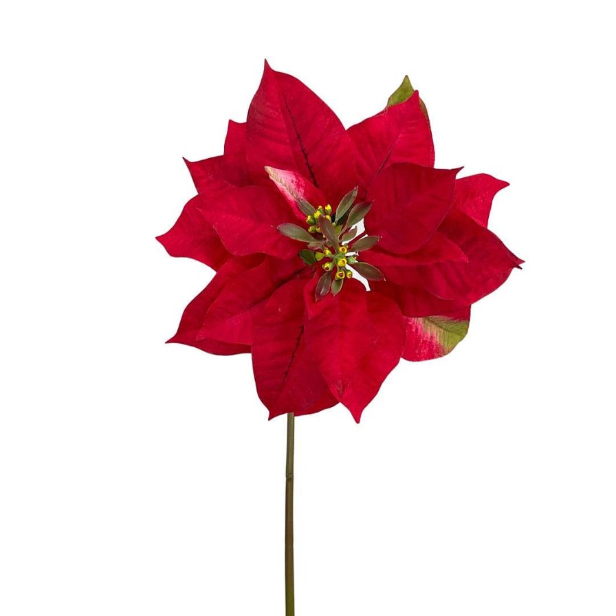 Direct Export Co. Floral | Natural Poinsettia Stem