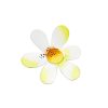 The Round Top Collection Wall Decor | Daisy Magnet