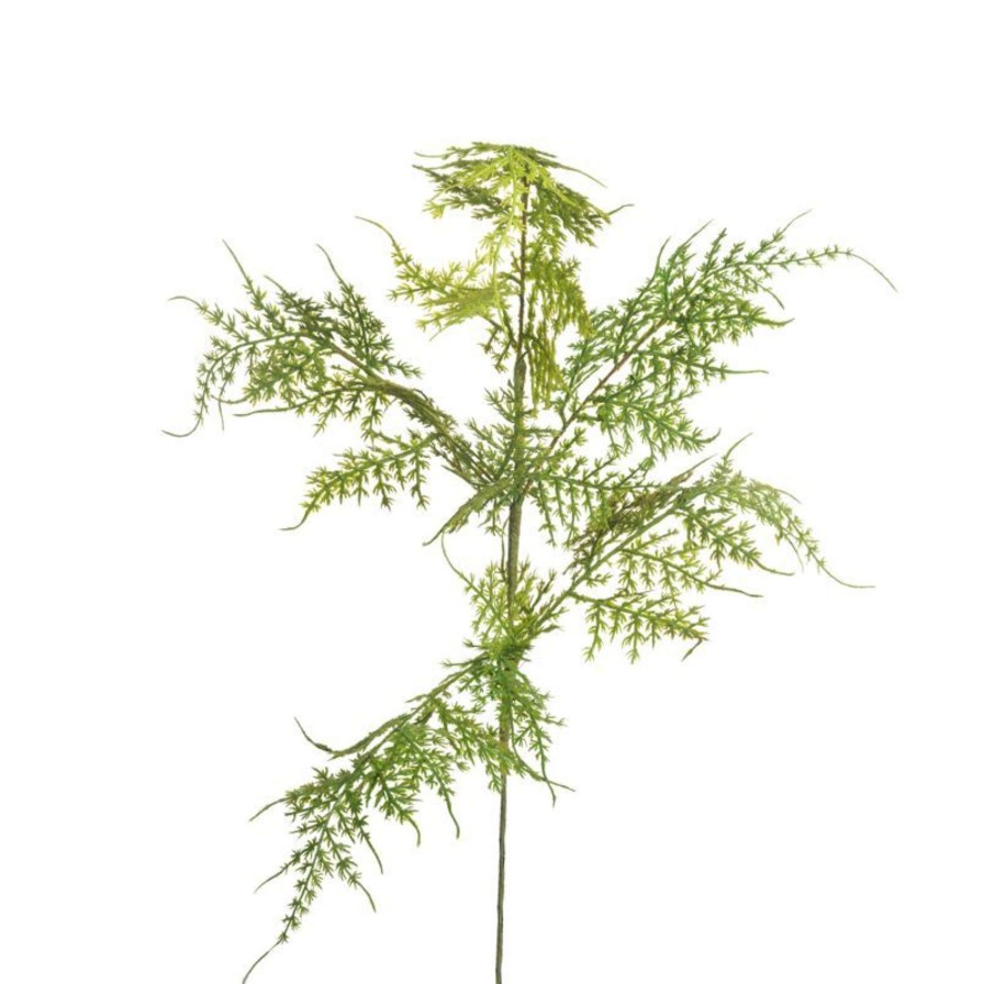 CRI Spring | Asparagus Fern Spray