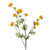 CRI Spring | Wild Ranunculus Spray