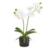 Two's Company Faux Plants | White Butterfly Orchid