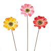 The Round Top Collection Pot Stakes | Zinnia Stake