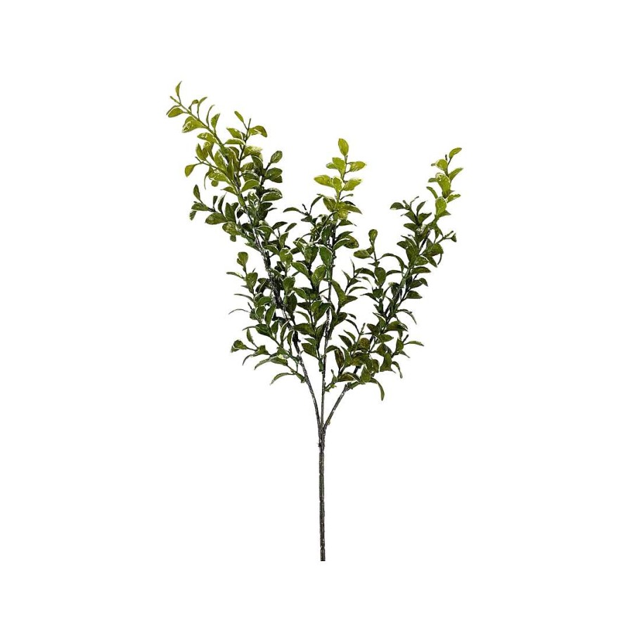 CRI Picks | Privet Leaf Spring Green 27"