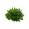 Liberty Floral Table Decor | Plastic Pine Half Ball